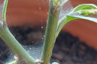 Tiny red mites on webs on plants - bug ID?