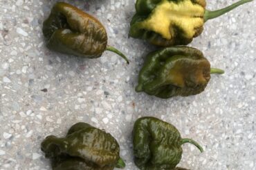 What type are these, could the be a new 1st variety?