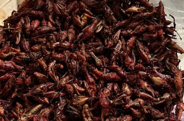 Chapulines