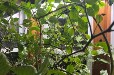Find the Reaper- How many Reapers can you find? mostly green, Have fun!