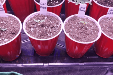 Experiment with nutrients