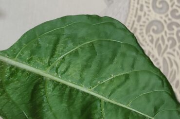 Some strange stuff on leaves