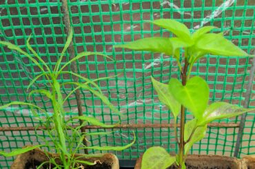 Pepper seedling diseased? Purple cayenne. What is going on?