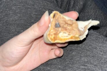 What are these black flakes in my burrito?!?!