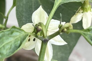 I am a newby recently growing peppers. Found something strange in my pepper plant are ghese bugss ? I have just sprayed them with water