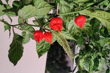 Some nice unknown peppers