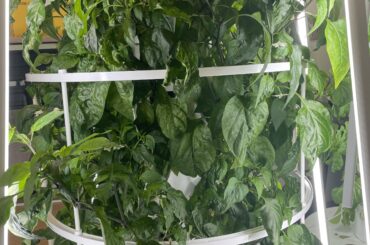 Tower of Fresnos