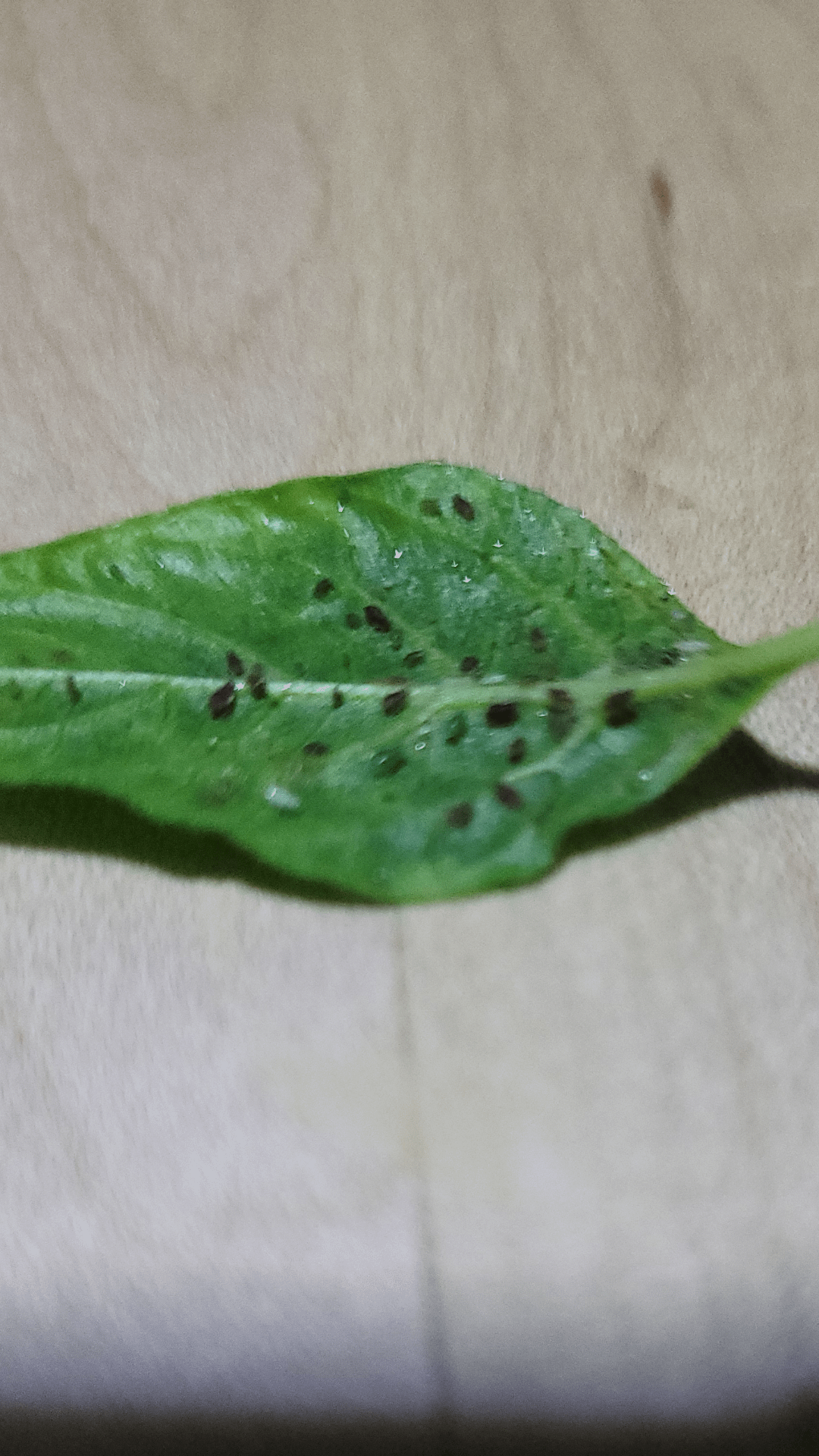 What are these bugs. Chili Chili