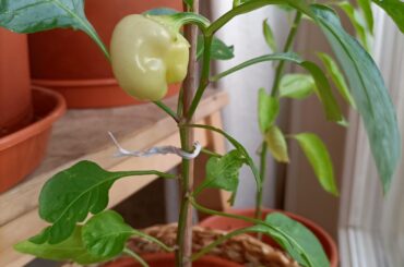 Pepper ID help