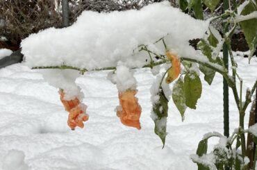 Snow covered sugar rush stripey
