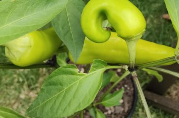 Any idea why my banana chilli is all twisty?