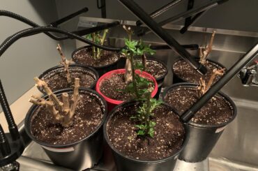 Progress on Overwintering