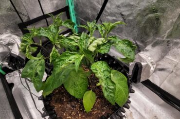 Not sure why my jalapeno leaves are curling. Also some raised bumps on the underside of the leaves.