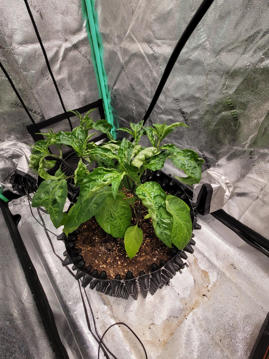 Not sure why my jalapeno leaves are curling. Also some raised bumps on the underside of the