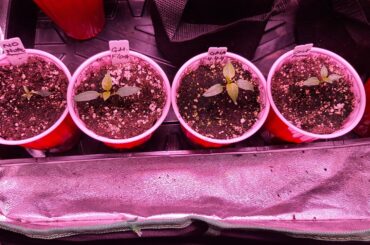 Garden update week 2 [Nutrient Experiment]