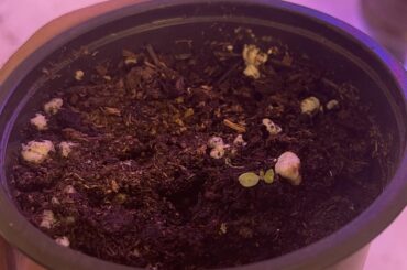 Help: Bell peppers wilt and die when reaching this much of growth. Temps (~25c-26c) using indoor lights
