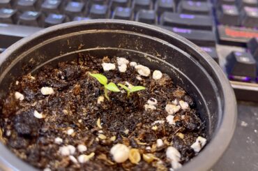 I’m officially a gardener now