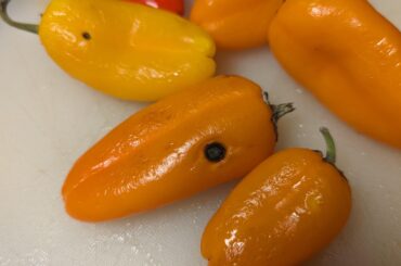 Black spots on peppers