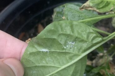 What is hurting my pepper plants??