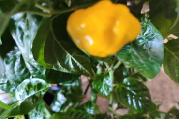 My first ripe KSLS