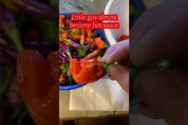 I found a Friendly Spider on a Ghost Pepper