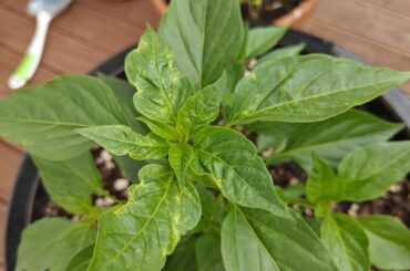 Any idea what is doing this to the leaves of my Serrano?