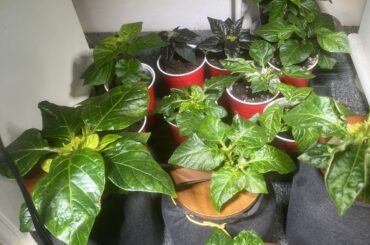 Didn’t realise how fun indoor gardening is