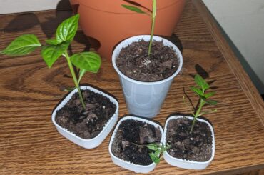 Out of my dozen or so seedlings, one randomly just gave up. What caused this? I'm thinking cold weather as it's been dipping close to freezing at night