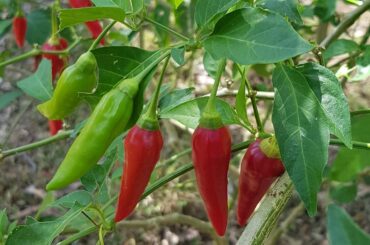 Is anyone able to ID these chillies? Growing in the garden of my new rental in Costa Rica