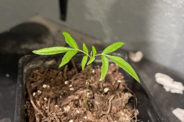 I ordered a random pepper seed pack off eBay and grew this