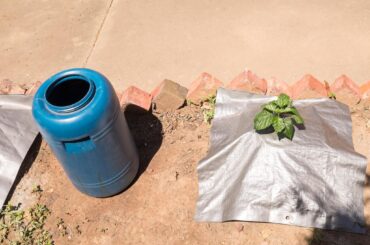 Buried over non buried reservoir temperatures: Ambient temperature 34 degrees C: Surface drum in direct sun has a nutrient solution temperature of 37 degrees C Buried covered drum has a nutrient solution temperature of 28 degrees C.