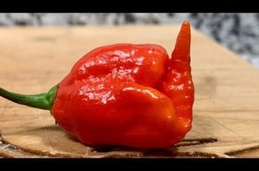 HaPpY AcCiDeNts! A wicked exciting pod from Ghost Wolf Pepper Co. and my friend Drew! Mad potential!