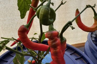 Jimmy Nardello or Cayenne?