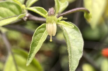 Odd flowers