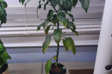 My hot pepper plant shed all it's leaves, could someone please help?