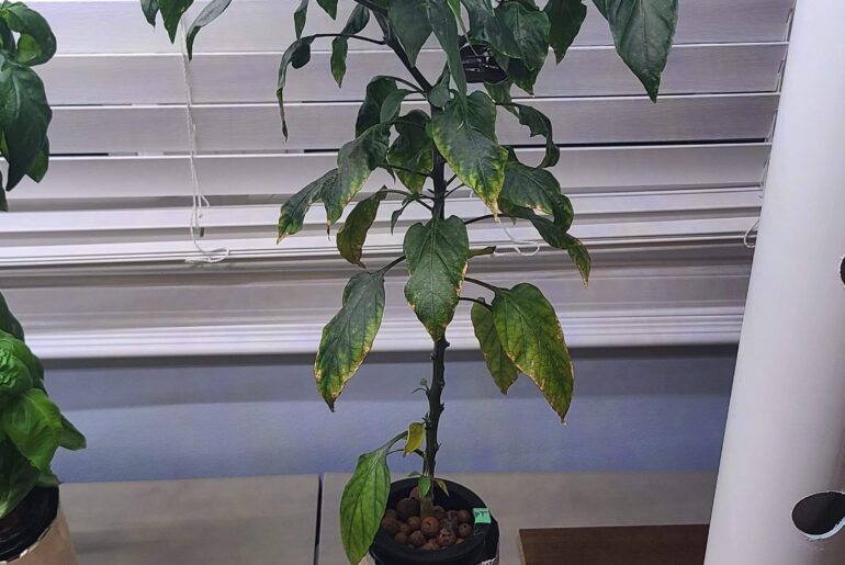 My hot pepper plant shed all it's leaves, could someone please help?