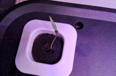 First pepper grow/DWC Thai hot, planted 12/28/23