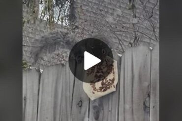 squirrel eating taco bell!