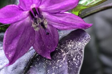 Black Hungarian x Black Pearl F1 closet grow