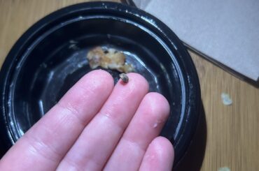 I found a rock in my cheesy fiesta potatoes