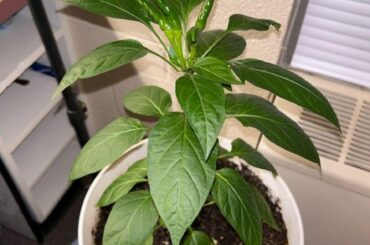 Need help identifying these guys