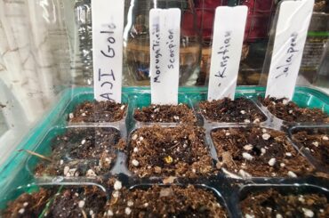 Pepper seeds planted