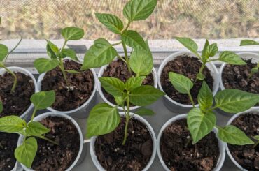 I'm selling bell pepper seedlings on Facebook marketplace, what price would be reasonable?