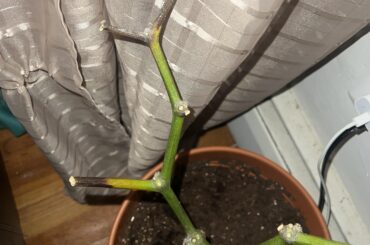 How do i stop the black from spreading?