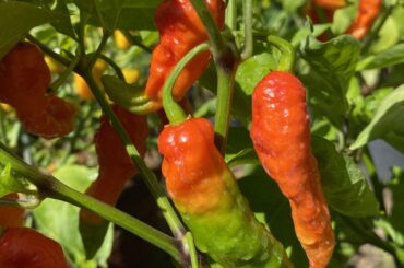Excited for this years growing season!
