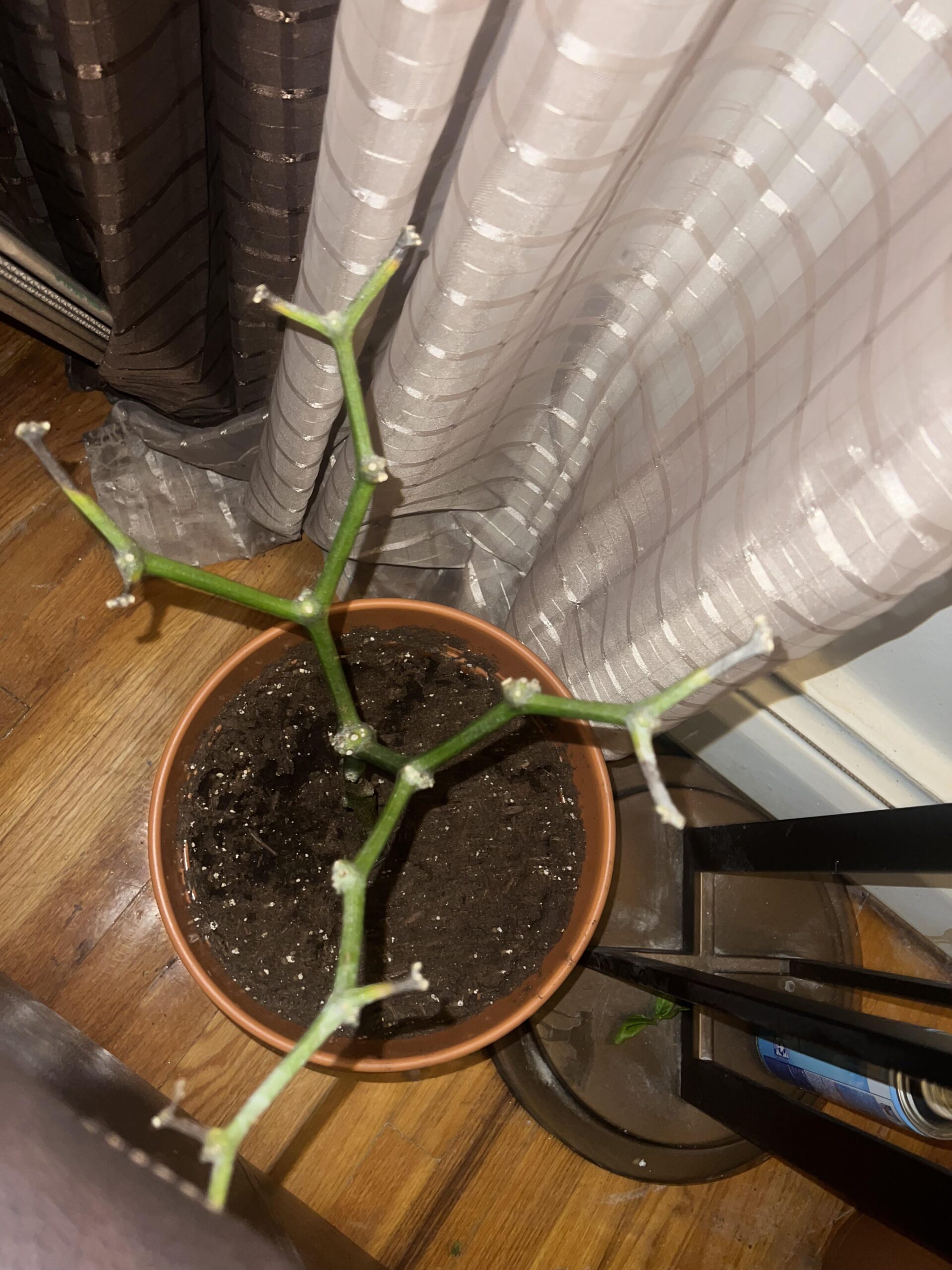 Over wintering pepper plants turning black around stems Chili Chili