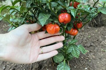 What kind of pepper is this?