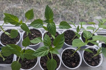 Bell pepper seedlings update and a question