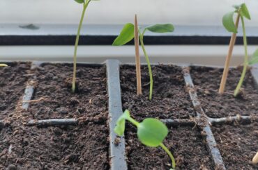 Pepper seedlings wilting after taking out of humidity dome? Will this fix naturally?