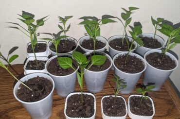 Bell peppers; which would you keep and which would you cull?